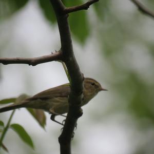 Common Chiffchaff