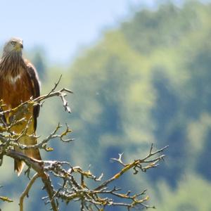 Red Kite