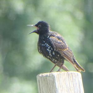 Common Starling