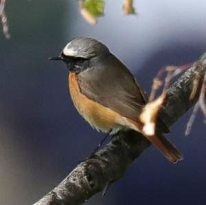 Common Redstart