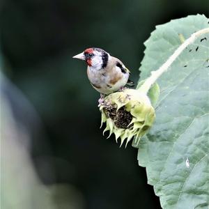 European Goldfinch