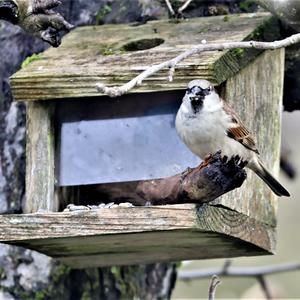 House Sparrow