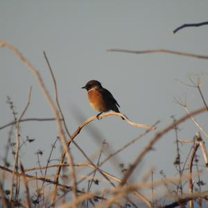 European stonechat