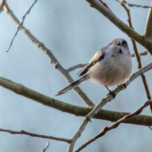 Long-tailed Tit