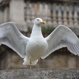 Black-headed Gull