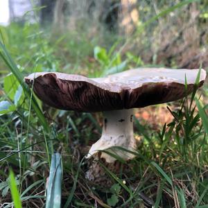 Meadow Agaric