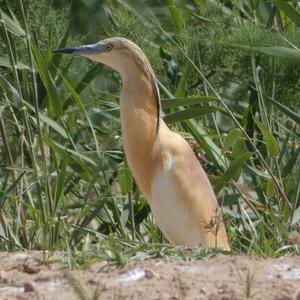 Squacco Heron