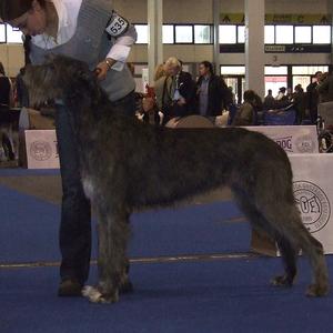 Irish Wolfhound