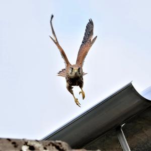 Common Kestrel