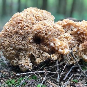 Eastern Cauliflower Mushroom