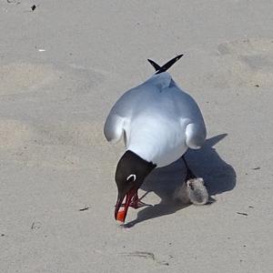 Black-headed Gull