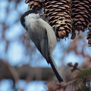 Willow Tit