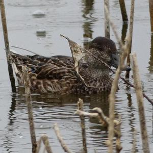 Common Teal