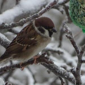 Eurasian Tree Sparrow