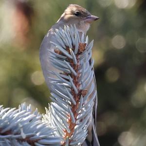 Eurasian Chaffinch