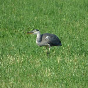 Grey Heron