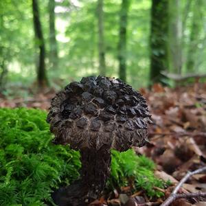 Old Man of the Woods