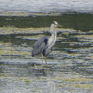 Grey Heron