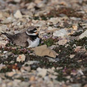 Common Ringed Plover