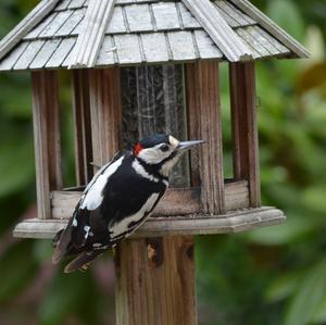 Great Spotted Woodpecker