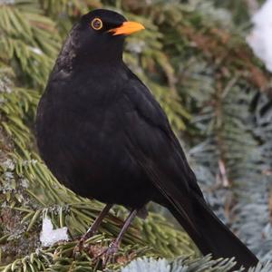 Eurasian Blackbird