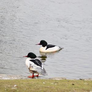 Common Merganser