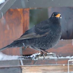 Eurasian Blackbird