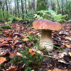 King Bolete