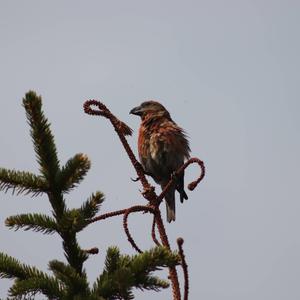 Red Crossbill