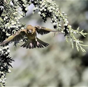 European Greenfinch