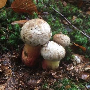 Satan`s Bolete