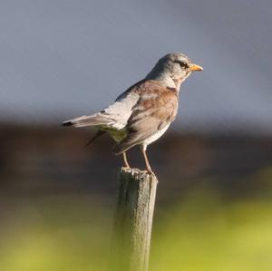 Fieldfare