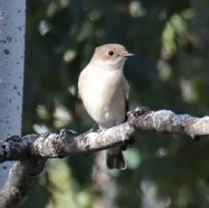 European Pied Flycatcher