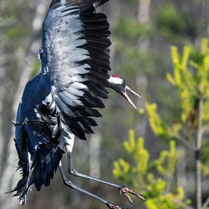 Common Crane