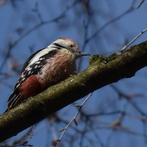 Middle Spotted Woodpecker