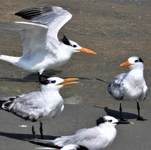 Royal Tern