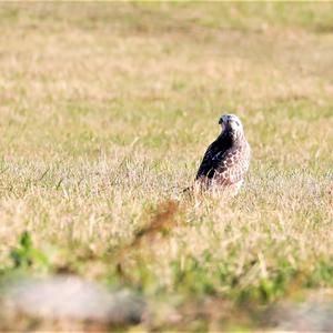 Common Buzzard