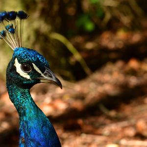 Indian Peafowl