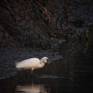 Little Egret