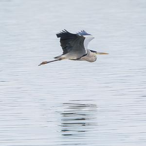 Grey Heron