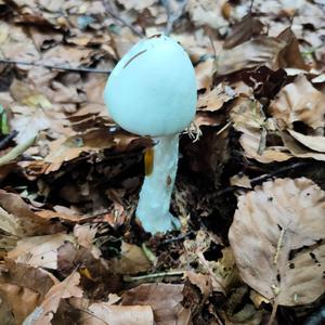 Destroying Angel