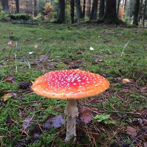 Fly Agaric