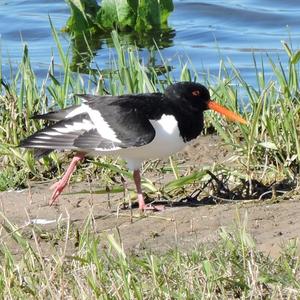 Eurasian Oystercatcher