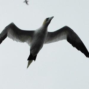 Northern Gannet