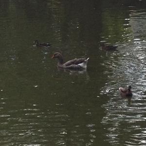 Greylag Goose