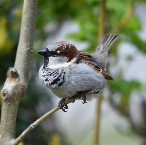 House Sparrow