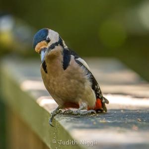 Great Spotted Woodpecker