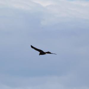 Western Marsh-harrier