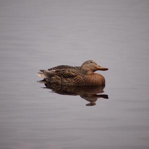 Mallard