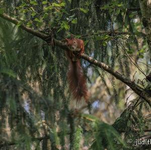 Eurasian Red Squirrel